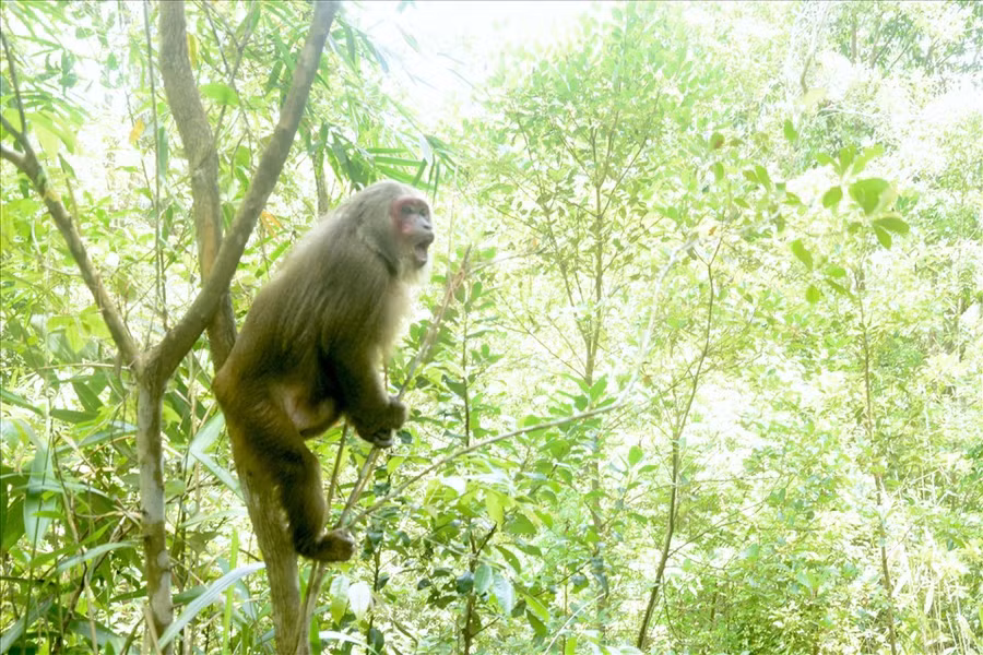 Một con thú được thả trở về với rừng xanh. Ảnh: Bảo Lâm