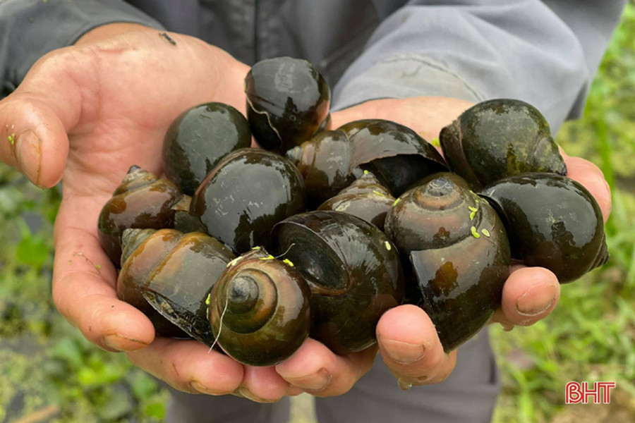 Ốc nhồi ngoài tự nhiên đang khan hiếm vì thế ốc nuôi đang là nguồn cung cấp chính cho người tiêu dùng.