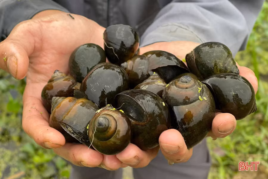 Ốc nhồi ngoài tự nhiên đang khan hiếm vì thế ốc nuôi đang là nguồn cung cấp chính cho người tiêu dùng.