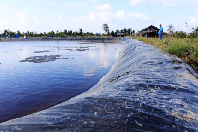 Nhiều hộ dân tại khu vực rạch Vàm Lẽo - sông Bạc Liêu đang áp dụng mô hình nuôi tôm ao bạt - ẢNH: PHẠM THU NGÂN