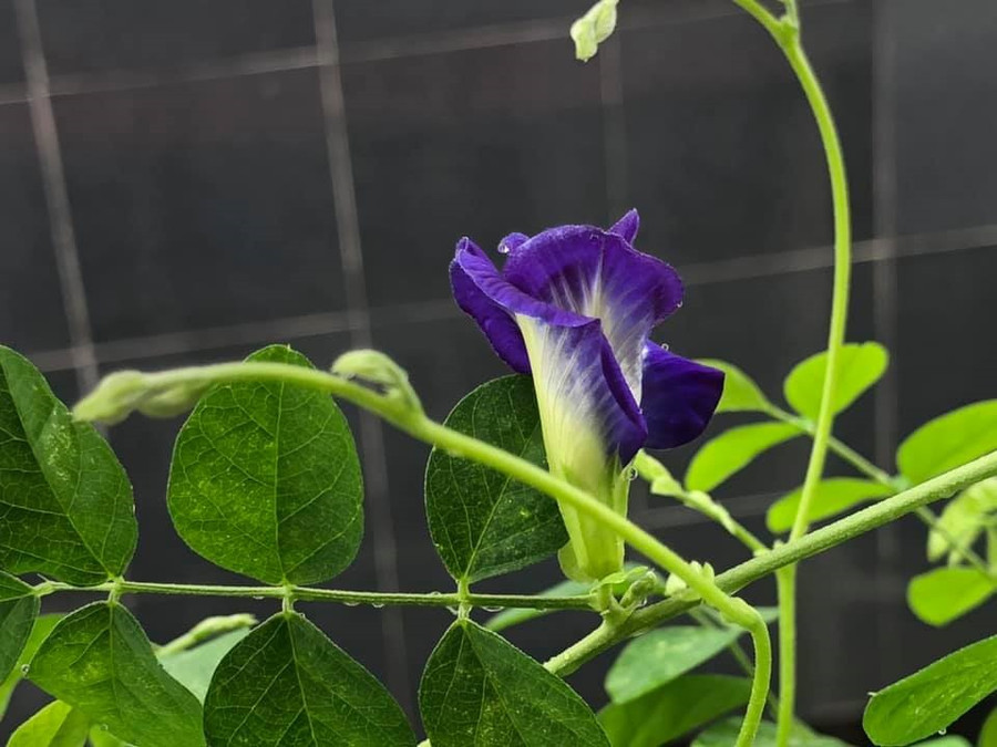 Hoa đậu biếc mang lại công dụng giảm cân hiệu quả. Ảnh: Hạ Mây