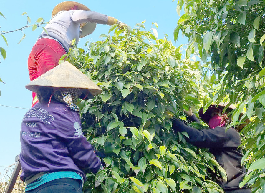 Nhân công thu hoạch tiêu tại vườn gia đình chị Lê Thị Châu (xã Ia Hlốp, huyện Chư Sê). Ảnh: Hà Phương