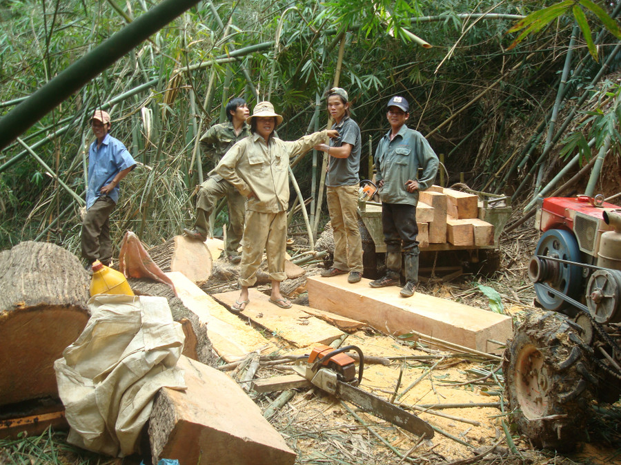 Áp lực do lợi nhuận từ gỗ rừng, đất rừng khiến công tác bảo vệ rừng gặp nhiều khó khăn.
