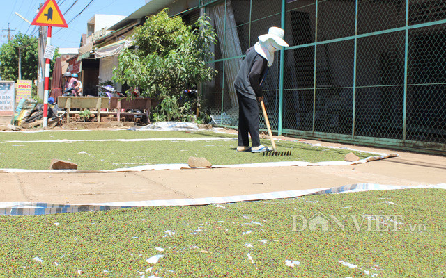 Nhiều nông dân thu hoạch hồ tiêu nhưng chưa vội bán ra Nhiều nông dân thu hoạch hồ tiêu nhưng chưa vội bán ra