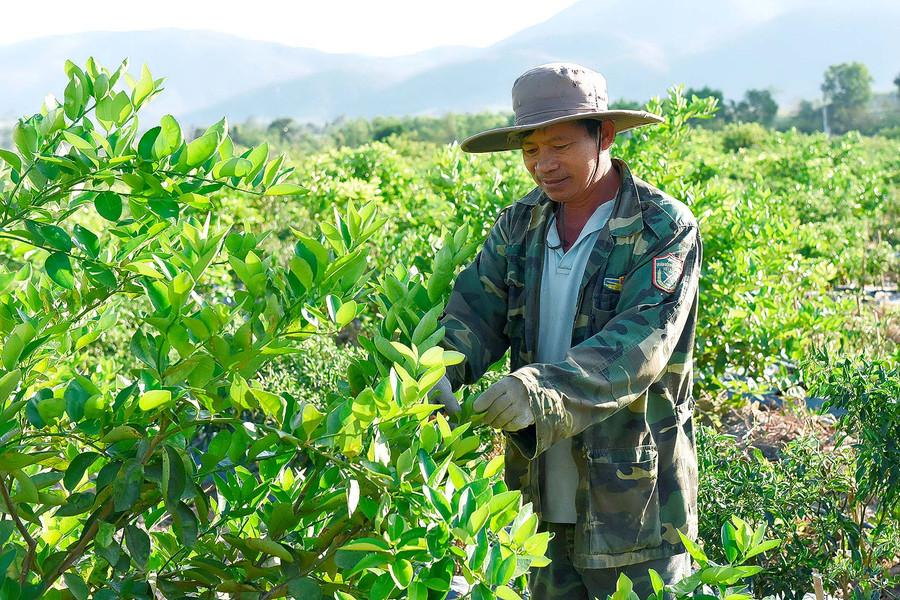 Anh Ngọc cho biết, hiện nay, vườn chanh 400 gốc đã thu hoạch, bình quân mỗi ngày được 2 tạ chanh với giá bán 25.000 đồng/kg thì sau 1 chu kỳ thu hoạch (khoảng 3 tháng) anh thu về hơn 40 triệu đồng cao hơn so với trồng mía trước đó.