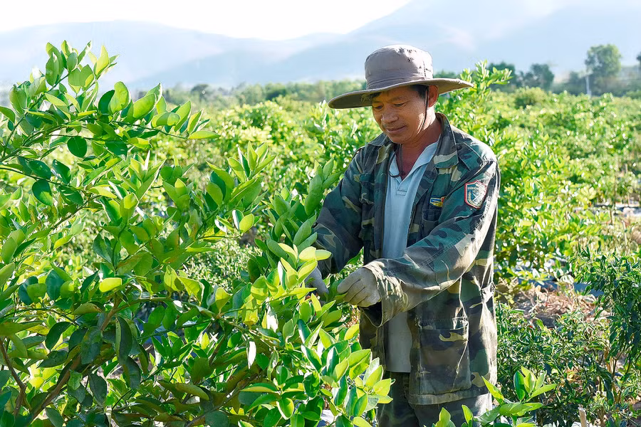 Anh Ngọc cho biết, hiện nay, vườn chanh 400 gốc đã thu hoạch, bình quân mỗi ngày được 2 tạ chanh với giá bán 25.000 đồng/kg thì sau 1 chu kỳ thu hoạch (khoảng 3 tháng) anh thu về hơn 40 triệu đồng cao hơn so với trồng mía trước đó.