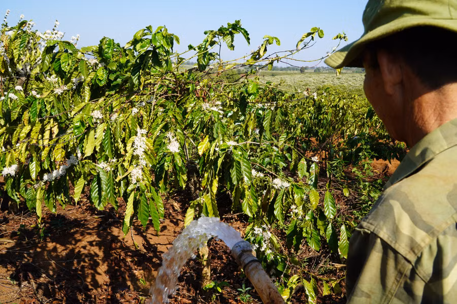 Tháng 3, thời điểm người dân ra sức tưới nước cho cây cà phê.