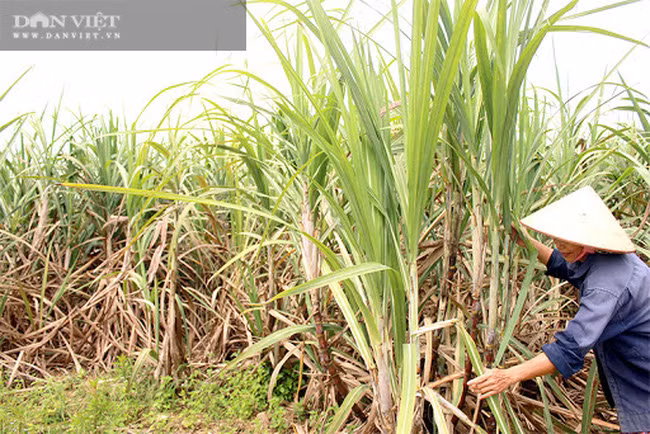 Nhưng những năm gần đây, mía đã hết thời kỳ hoàng kim, mất giá nghiêm trọng, khiến ông Hùng Dũng phải loay hoay tìm hướng đi mới.