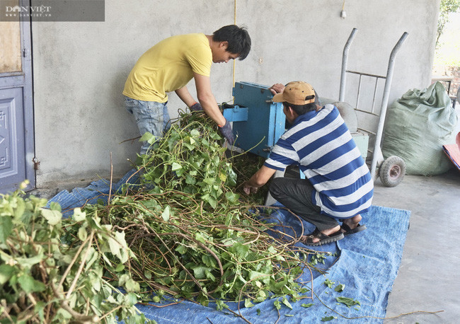  Các loại cây thuốc được cắt và phơi khô hoặc sấy để làm thành dược liệu.