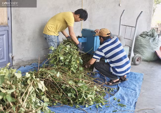  Các loại cây thuốc được cắt và phơi khô hoặc sấy để làm thành dược liệu.