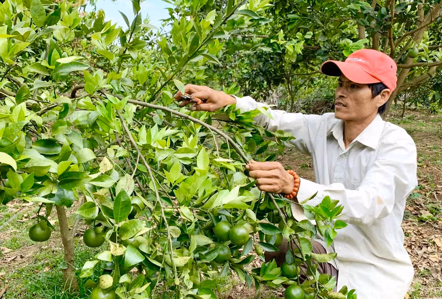 Vườn quýt trĩu quả của anh Nguyễn Quang Phú (làng Bỉh, xã Ia Púch, huyện Chư Prông). Ảnh: Hà Duy