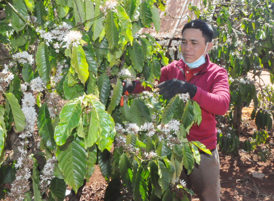 Nhờ sử dụng nguồn vốn tín dụng hiệu quả, gia đình ông Thưp (làng Kồ, xã Trang, huyện Đak Đoa) đã thoát nghèo. Ảnh: R'Ô Hok