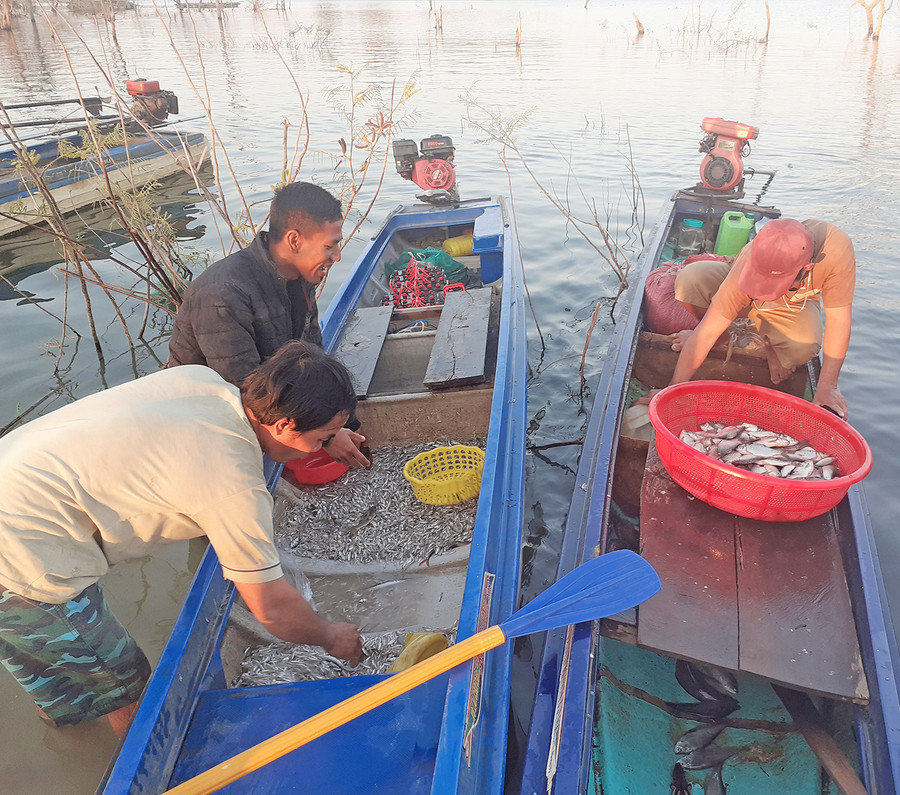 Những mẻ cá được ngư dân đánh bắt về lúc sáng sớm. Ảnh: Nguyễn Tú