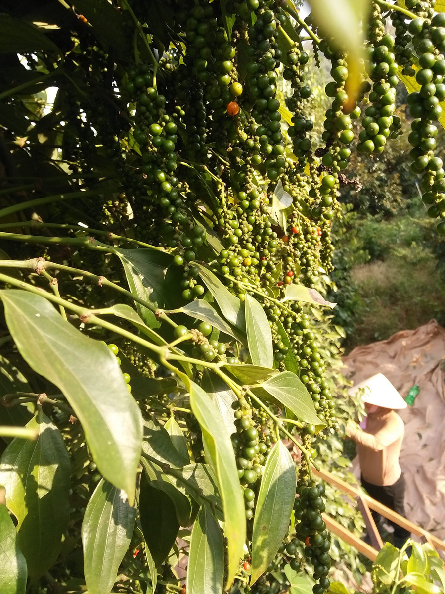 Hiệp hội Hồ tiêu Việt Nam cũng nhận định, giá tiêu tăng 