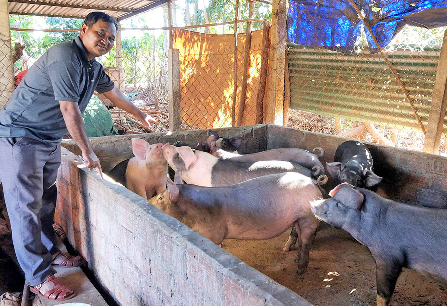 Ông Blâm luôn đi đầu trong phát triển kinh tế tại làng Doorr 1 (xã Glar, huyện Đak Đoa). Ảnh: Anh Huy