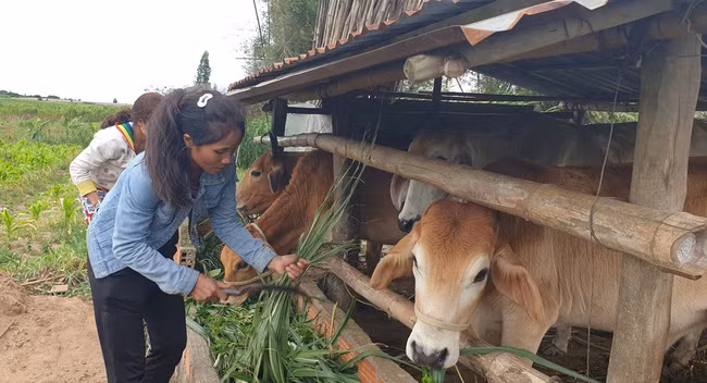  Chính sách hỗ trợ cây, con giống giúp người dân Gia Lai thoát nghèo. Ảnh: Đình Văn