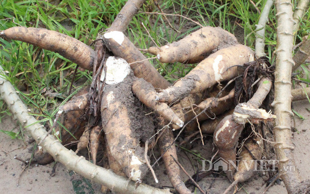 Khoai mì Tây Ninh có hàm lượng tinh bột cao nên thường được giá.