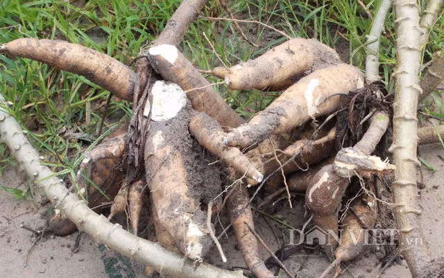 Khoai mì Tây Ninh có hàm lượng tinh bột cao nên thường được giá.