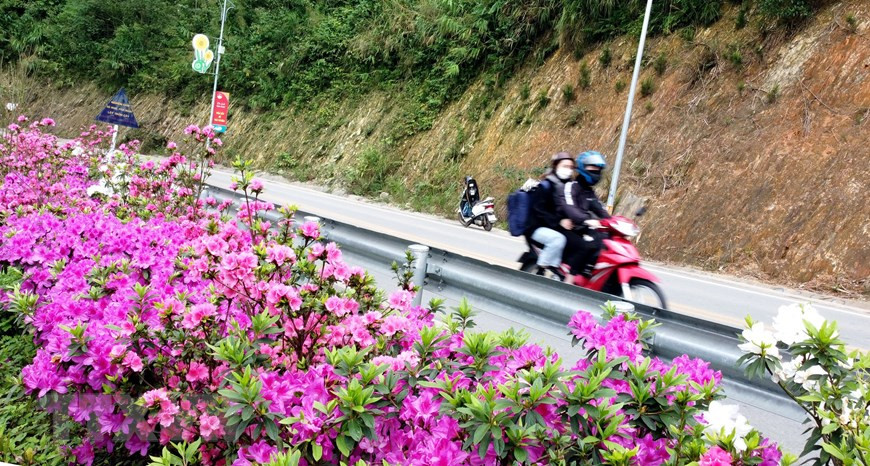 Hoa đỗ quyên nở rộ ven đường lên khu du lịch Tam Đảo. (Ảnh: Hoàng Hùng/TTXVN)