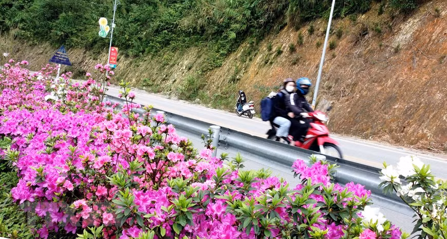 Hoa đỗ quyên nở rộ ven đường lên khu du lịch Tam Đảo. (Ảnh: Hoàng Hùng/TTXVN)