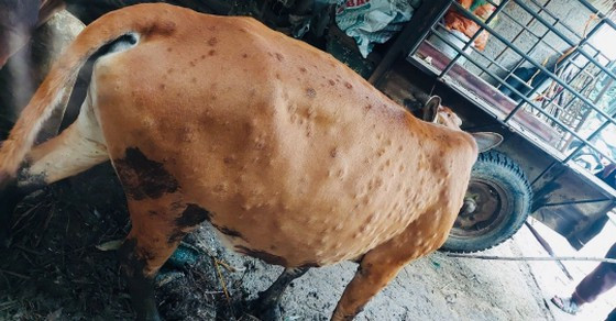 Nguyên nhân bệnh viêm da nổi cục trâu bò chủ yếu do mua bán, vận chuyển làm lây lan