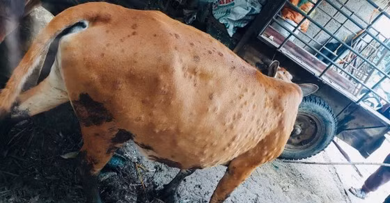 Nguyên nhân bệnh viêm da nổi cục trâu bò chủ yếu do mua bán, vận chuyển làm lây lan