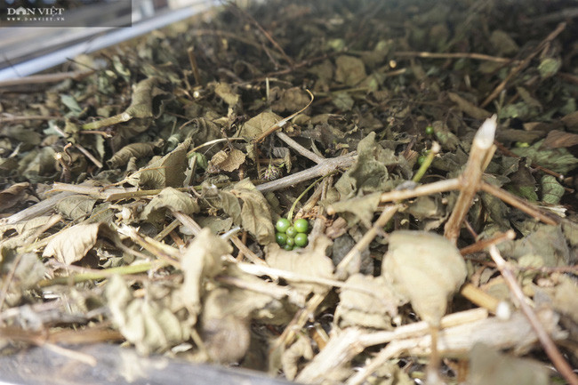  Từ gốc đến thân, lá, cành, hoa, quả của cây thuốc đều được sơ chế để trở thành dược liệu.