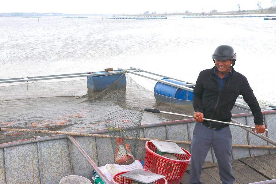 Cá điêu hồng thích nghi với môi trường nước ở lòng hồ thủy điện An Khê nên mau lớn, đạt trọng lượng và chất lượng được thị trường ưa chuộng. Ảnh Ngọc Minh