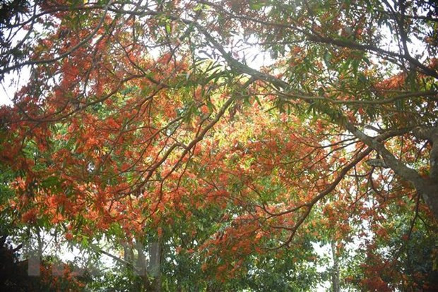 Cây trang rừng nở hoa rực rỡ. (Ảnh: Tường Quân/TTXVN)