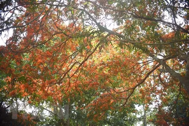 Cây trang rừng nở hoa rực rỡ. (Ảnh: Tường Quân/TTXVN)