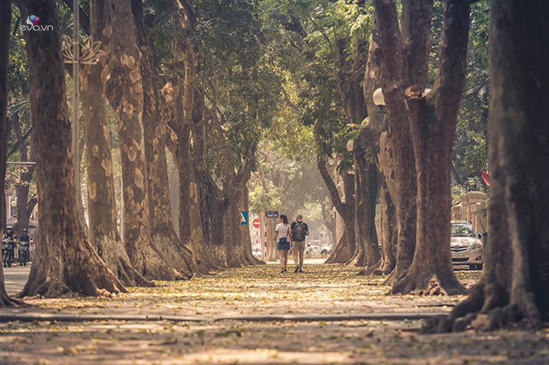 Phố Phan Đình Phùng nổi tiếng với hàng cây xấu cổ thụ che kín mặt trời