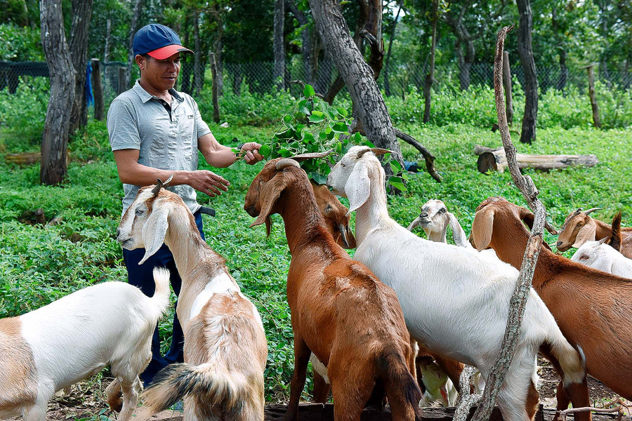 Nhiều mô hình chăn nuôi dê của anh Đinh Tâm làng Châu, xã Chư Krey mang lại thu nhập cao cho gia đình.