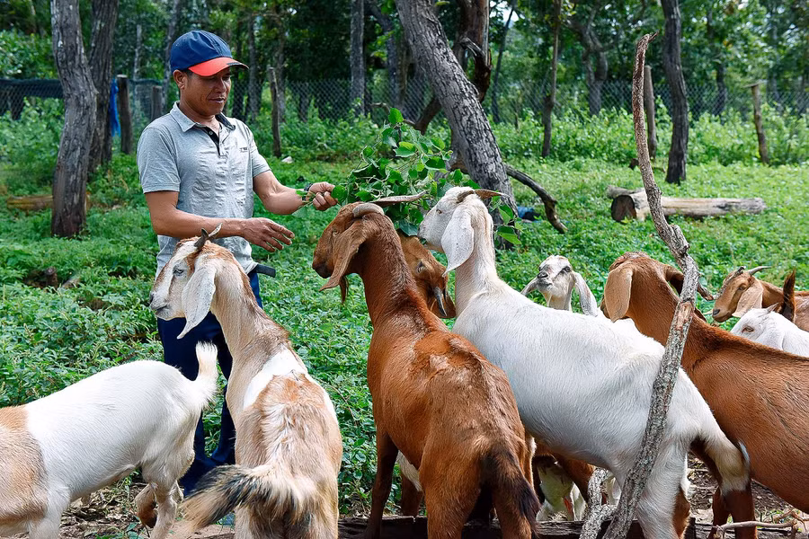 Nhiều mô hình chăn nuôi dê của anh Đinh Tâm làng Châu, xã Chư Krey mang lại thu nhập cao cho gia đình.