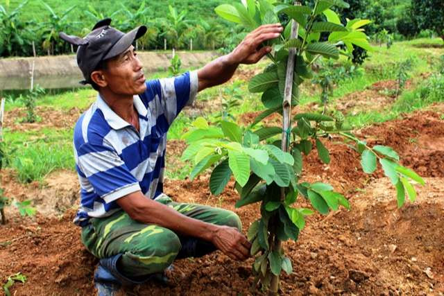  Anh Vũ Văn Vỹ chăm sóc vườn cây ăn trái. Ảnh: M.T