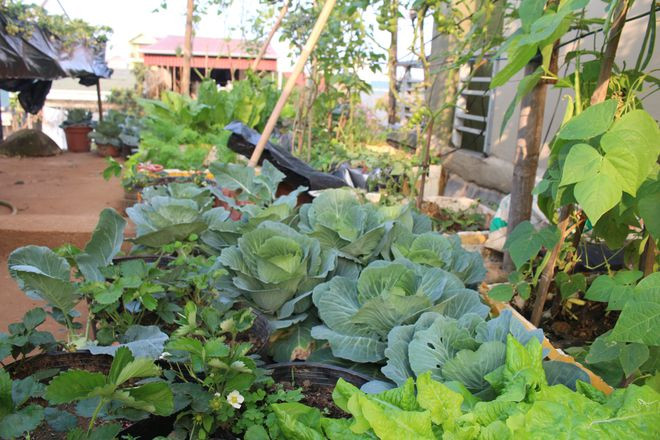 Bắp cải, đậu cove… trên sân thượng
