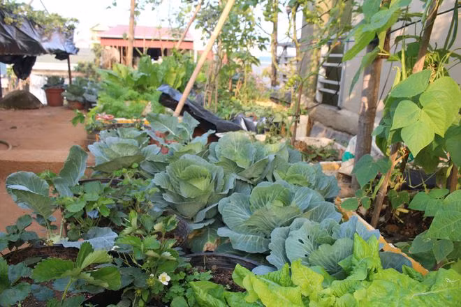 Bắp cải, đậu cove… trên sân thượng