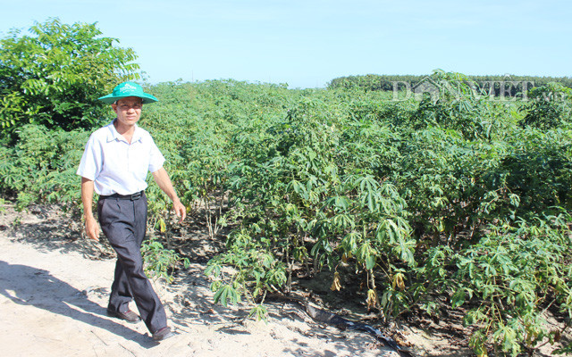 Vùng trồng mì sắp vào vụ thu hoạch ở huyện Tân Châu (Tây Ninh).