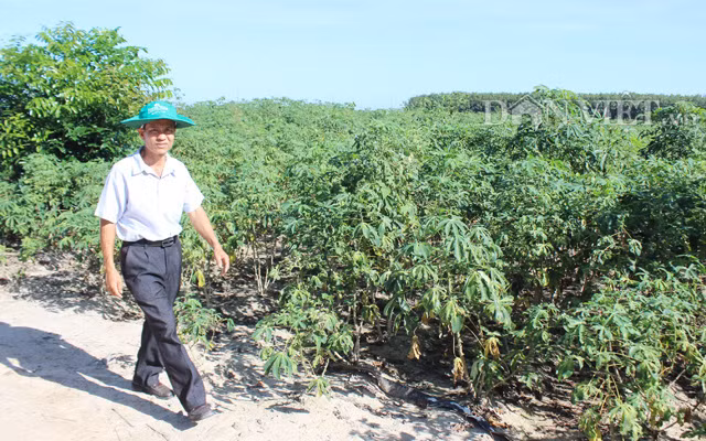 Vùng trồng mì sắp vào vụ thu hoạch ở huyện Tân Châu (Tây Ninh).