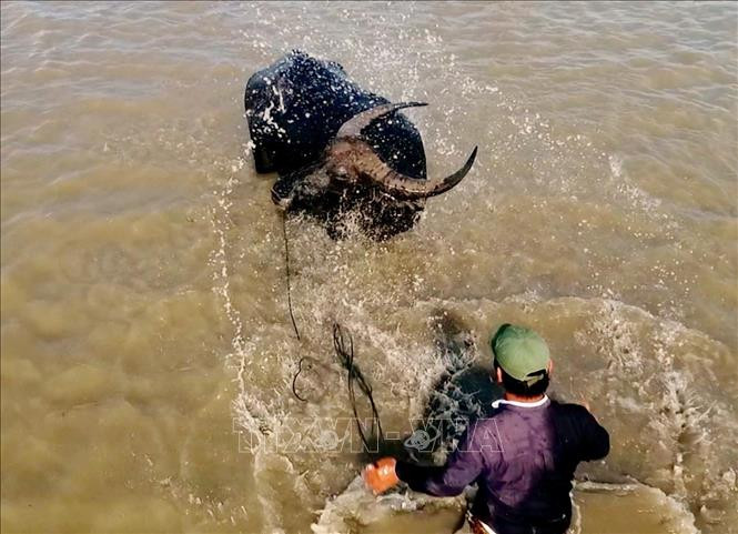 Cưỡi trâu vượt đồng nước nổi mênh mông. Cưỡi trâu vượt đồng nước nổi mênh mông.