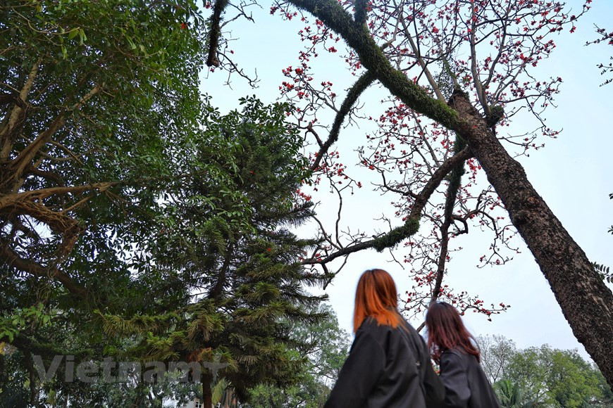 Ai đi qua cũng phải ngước nhìn sắc hoa gạo đỏ. (Ảnh: Xuân Mai/Vietnam+) Ai đi qua cũng phải ngước nhìn sắc hoa gạo đỏ. (Ảnh: Xuân Mai/Vietnam+)