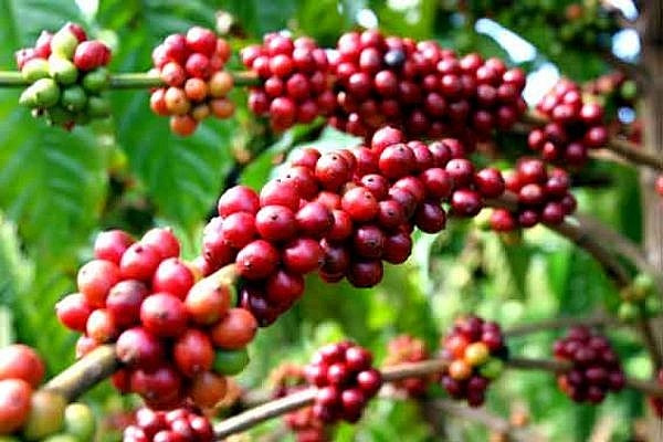 Giá cà phê đồng loạt tiếp nối đà hồi phục trên cả hai sàn phái sinh.  Giá cà phê đồng loạt tiếp nối đà hồi phục trên cả hai sàn phái sinh.