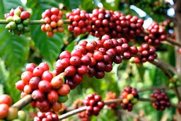  Giá cà phê đồng loạt tiếp nối đà hồi phục trên cả hai sàn phái sinh.