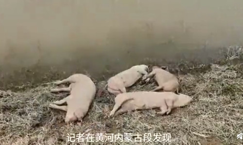 Xác heo dọc bở sông Hoàng Hà. Ảnh: Banyuetan