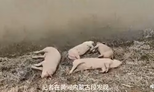 Xác heo dọc bở sông Hoàng Hà. Ảnh: Banyuetan