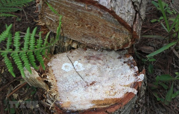 Tại hiện trường nhiều cây thông ba lá đã bị cưa hạ nằm la liệt nhựa thông còn tươi mới. (Ảnh: Đặng Tuấn/TTXVN) Tại hiện trường nhiều cây thông ba lá đã bị cưa hạ nằm la liệt nhựa thông còn tươi mới. (Ảnh: Đặng Tuấn/TTXVN)