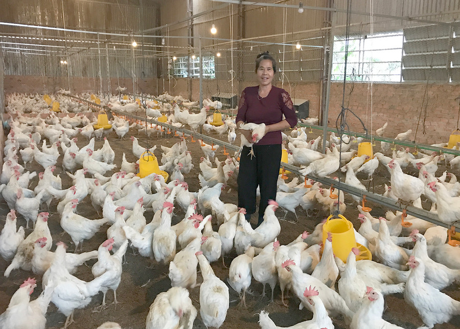 Trang trại chăn nuôi gia cầm của bà Phạm Thị Kim Ngà (thị trấn Ia Kha, huyện Ia Grai) đang gặp khó khăn vì giá thức ăn tăng cao. Ảnh: Nguyễn Hồng