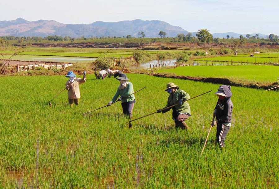 Người dân huyện Ia Grai chăm sóc lúa Đông Xuân. Ảnh: Lê Nam Người dân huyện Ia Grai chăm sóc lúa Đông xuân. Ảnh: Lê Nam