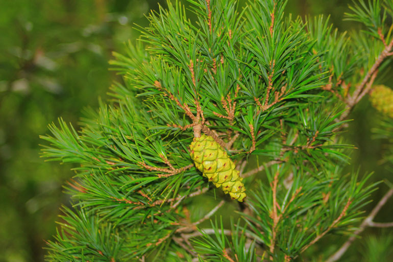 Thông 2 lá dẹt (Pinus Krempfii Lecomte) Thông 2 lá dẹt (Pinus Krempfii Lecomte)