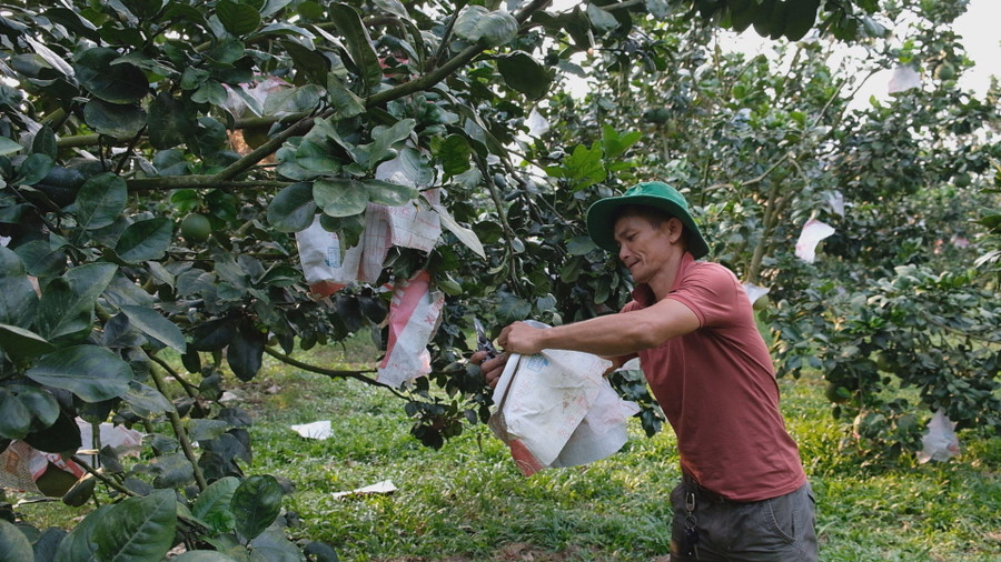 Ban đầu, do chưa có điều kiện và kỹ thuật anh Hưng chỉ chuyển đổi 3ha sang trồng bưởi da xanh. Ban đầu, do chưa có điều kiện và kỹ thuật anh Hưng chỉ chuyển đổi 3ha sang trồng bưởi da xanh.