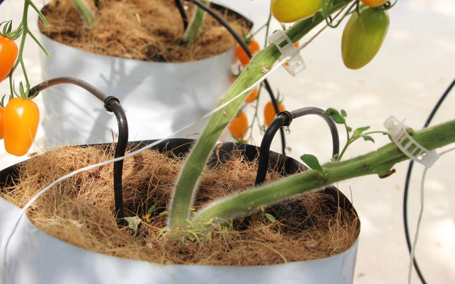 Toàn bộ khu vườn trồng cà chua Nova của chị Hải được lót bạt nhựa trắng sạch bóng.